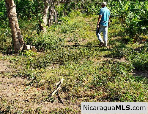 Three Phase 13 Manzana Banana Farm Between Rivas and Tola - Image 10