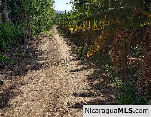 Three Phase 13 Manzana Banana Farm Between Rivas and Tola - Image 2