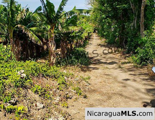 Three Phase 13 Manzana Banana Farm Between Rivas and Tola - Image 3