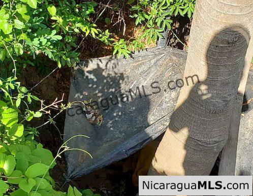 Three Phase 13 Manzana Banana Farm Between Rivas and Tola - Image 5