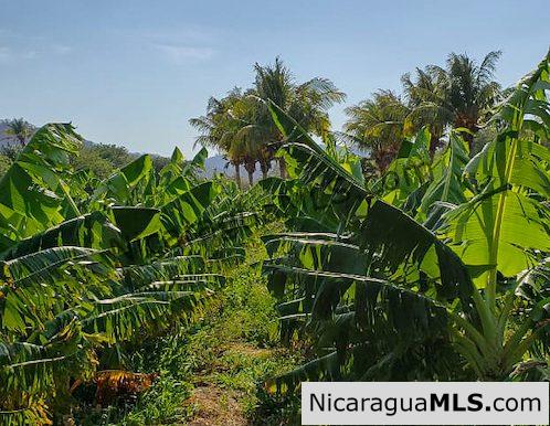 Three Phase 13 Manzana Banana Farm Between Rivas and Tola - Image 7