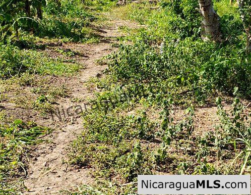 Three Phase 13 Manzana Banana Farm Between Rivas and Tola - Image 9