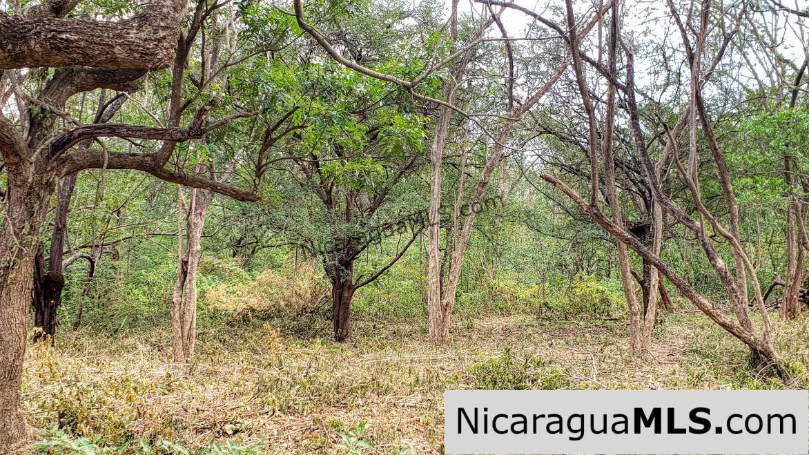 Premium Acre Road to Beaches No Restrictions San Juan del Sur - Image 6