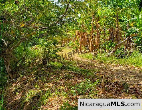 Six Manzana Banana Farm with Irrigation 13 km Outside Rivas - Image 2