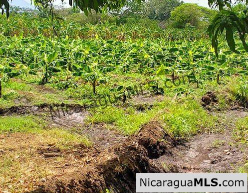 Six Manzana Banana Farm with Irrigation 13 km Outside Rivas - Image 3