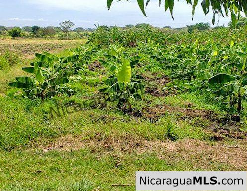 Six Manzana Banana Farm with Irrigation 13 km Outside Rivas - Image 5