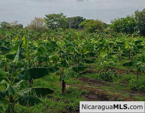 Six Manzana Banana Farm with Irrigation 13 km Outside Rivas - Image 6