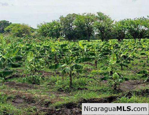 Six Manzana Banana Farm with Irrigation 13 km Outside Rivas - Image 7