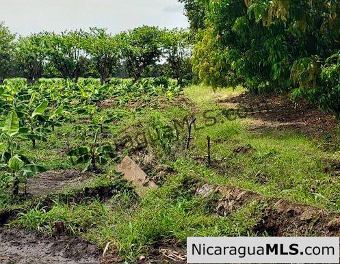 Six Manzana Banana Farm with Irrigation 13 km Outside Rivas - Image 8