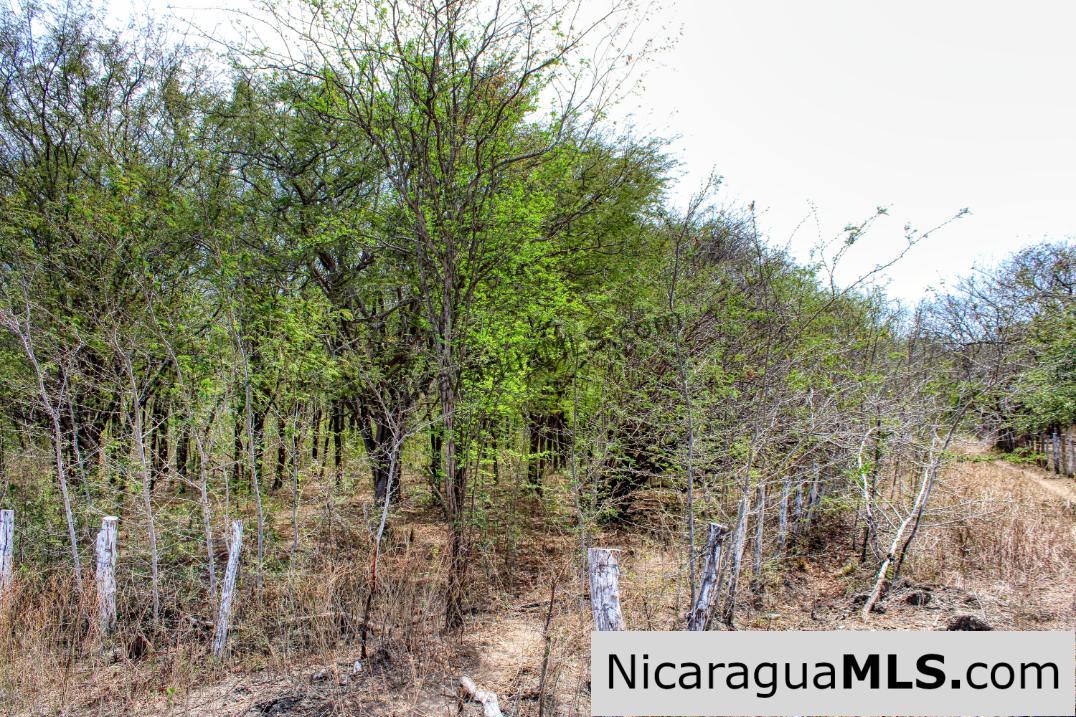 1 Block to Ocean 3.5 acres Lots 5 & 6 Prado de la Bahia Ostional - Image 7