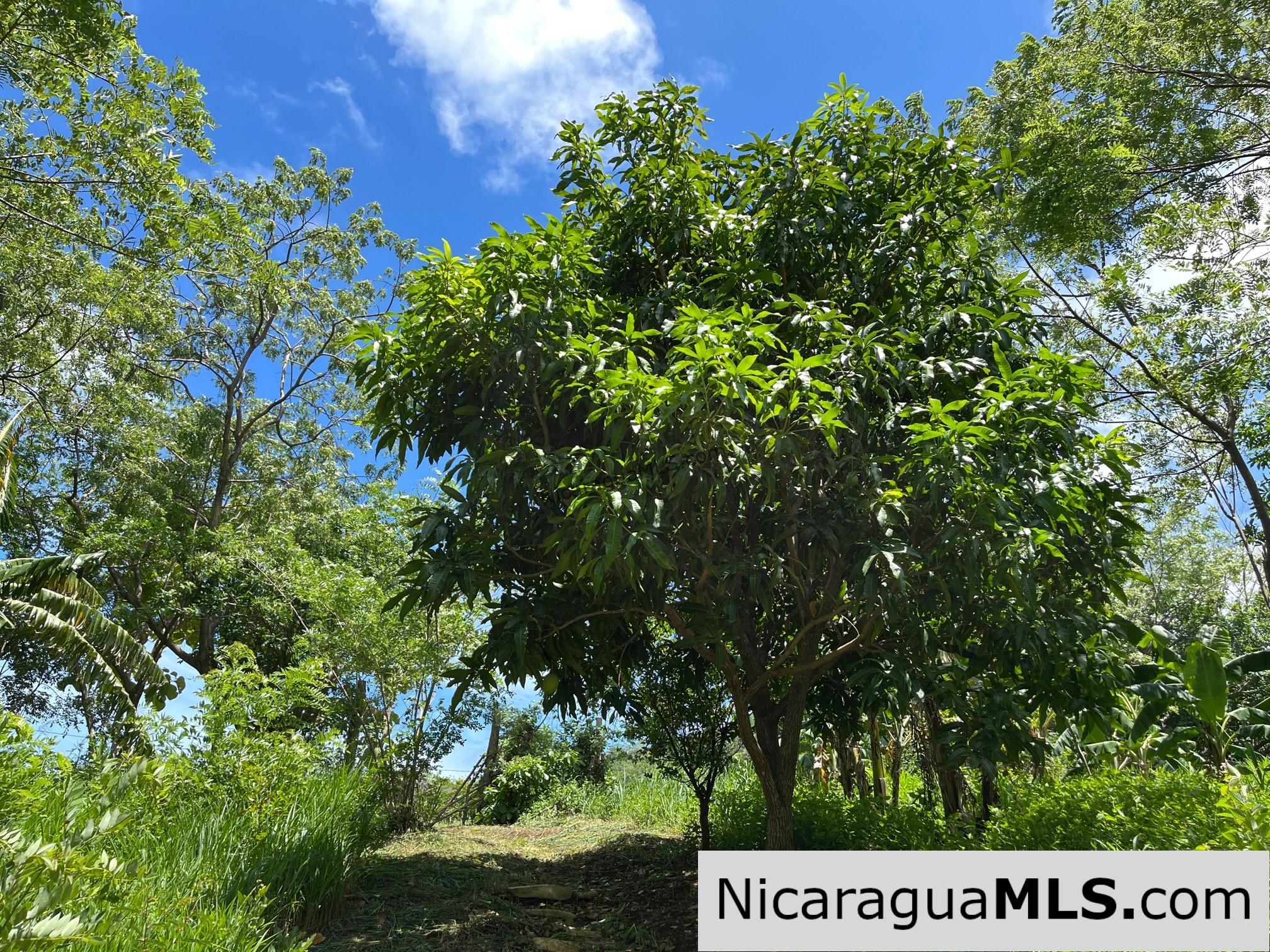 Casita Plus Land in El Oro San Juan Del Sur Nicaragua - Image 8