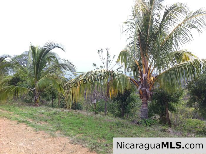 REDUCED! - Rancho Papayal Lot 37 - Image 4