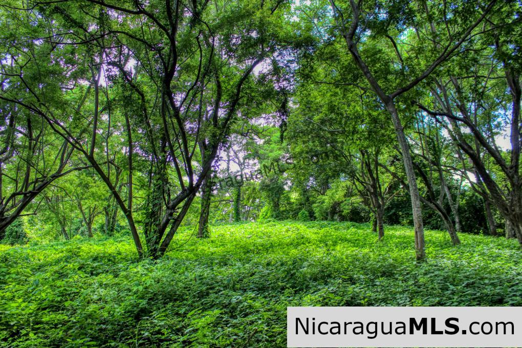 UNDER CONTRACT - Nestled in the trees minutes to beaches Rancho Papayal Lot 79