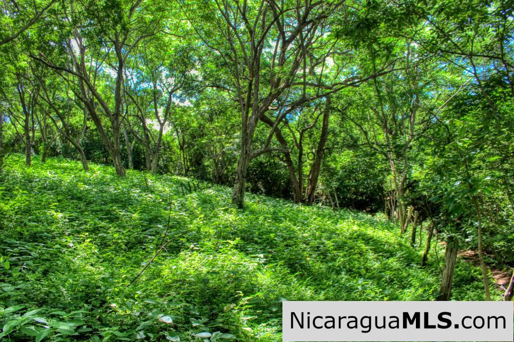 UNDER CONTRACT - Nestled in the trees minutes to beaches Rancho Papayal Lot 79 - Image 3