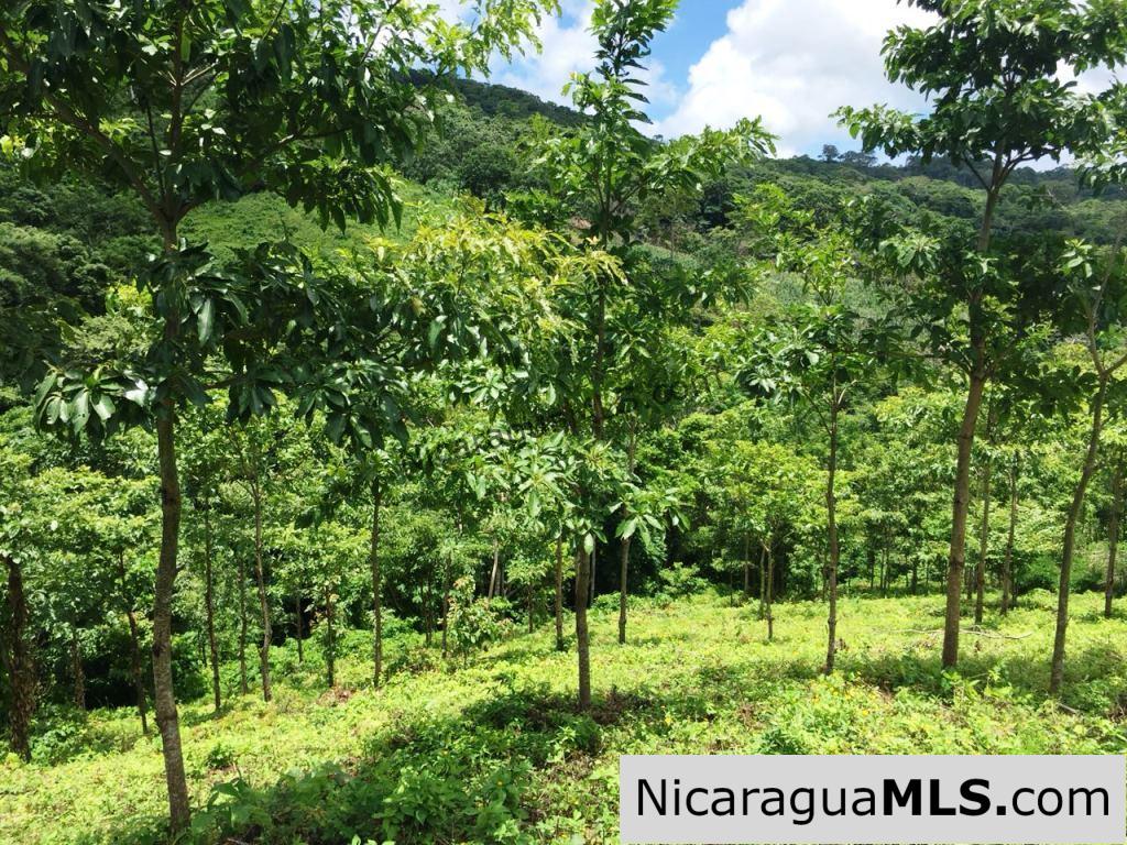 Off Grid Tranquil Paradise Only 20 Minutes North of San Juan del Sur - Image 10