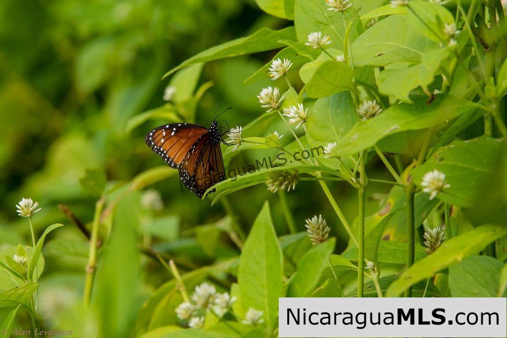 50 Acres with Stunning Views of San Juan del Sur - Image 9