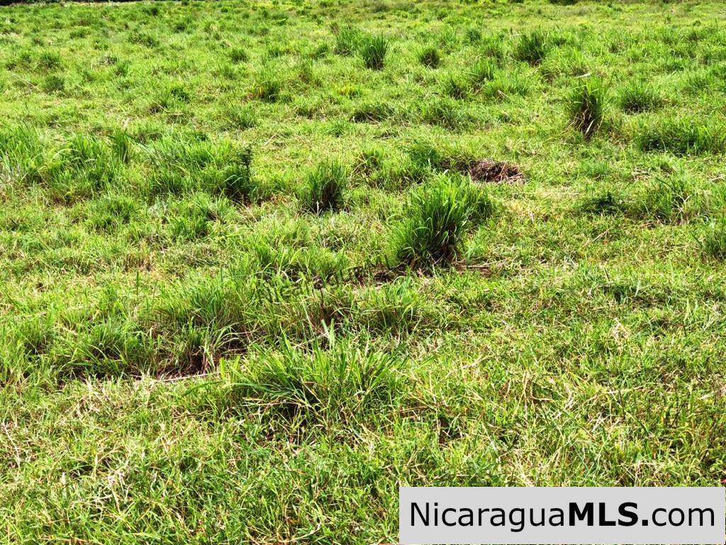 4 Acres in Las Delicias on the Road to Playa Coco - Image 14