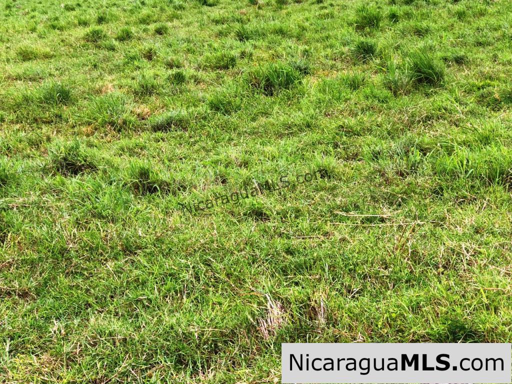 4 Acres in Las Delicias on the Road to Playa Coco - Image 17