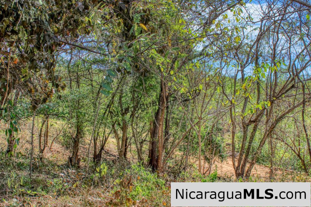 SOLD - Half Acre Lot Luxury Life Development Tree Casa FIRE SALE - Image 4