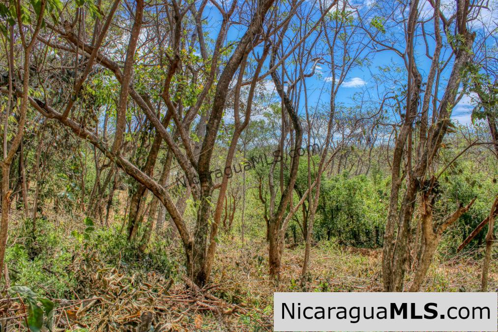 SOLD - Half Acre Lot Luxury Life Development Tree Casa FIRE SALE - Image 5