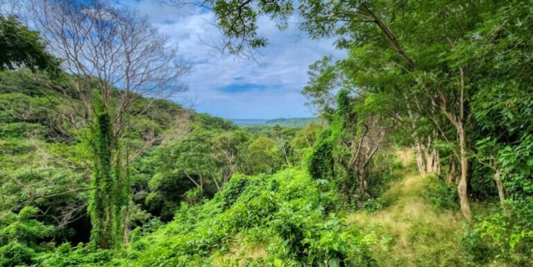 New Price on Your Jungle Dream: 25 Acres for $125,000 in San Juan del Sur!