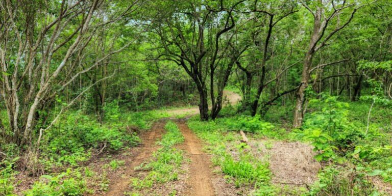 Price Update: 16+ Acres of Stunning Hilltop Forest in San Juan del Sur!