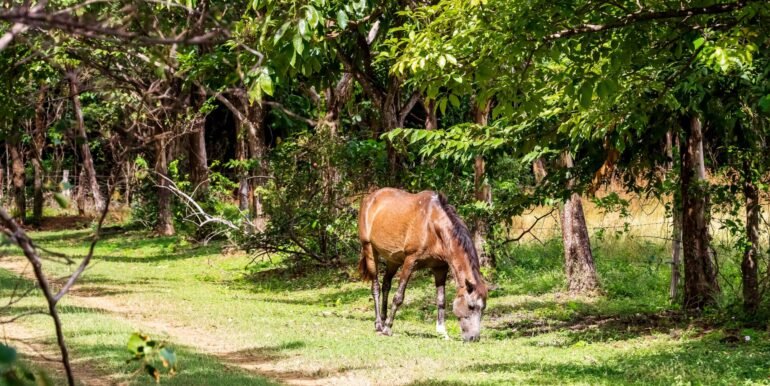 Traditional Spanish Hacienda set on 5 acres - Image 11
