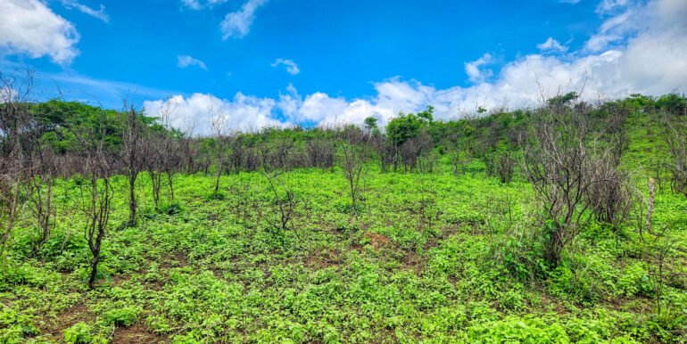 SOLD - 12 Acres Ocean View, Peaceful Hills! - Image 11