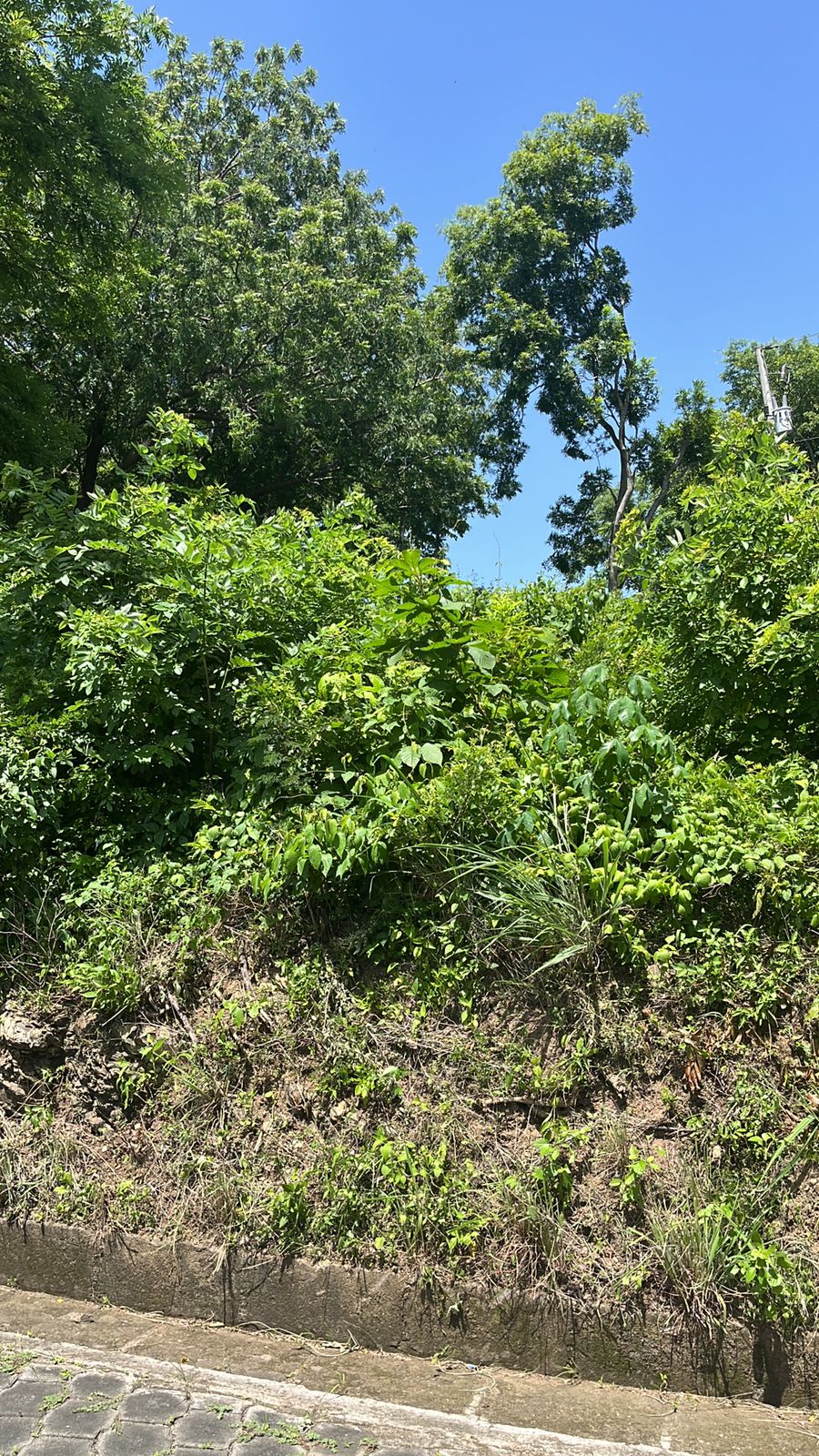 Oceanview Lot Just 5 Minutes from Town at Brisas del Pacifico, San Juan del Sur San Juan del Sur, Rivas, Nicaragua - Image 19