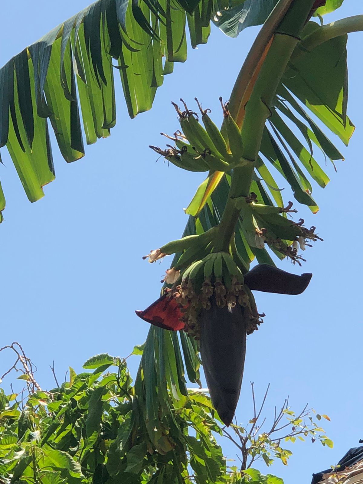 Own a Private Island with a Treehouse Boutique Lodge - Image 35