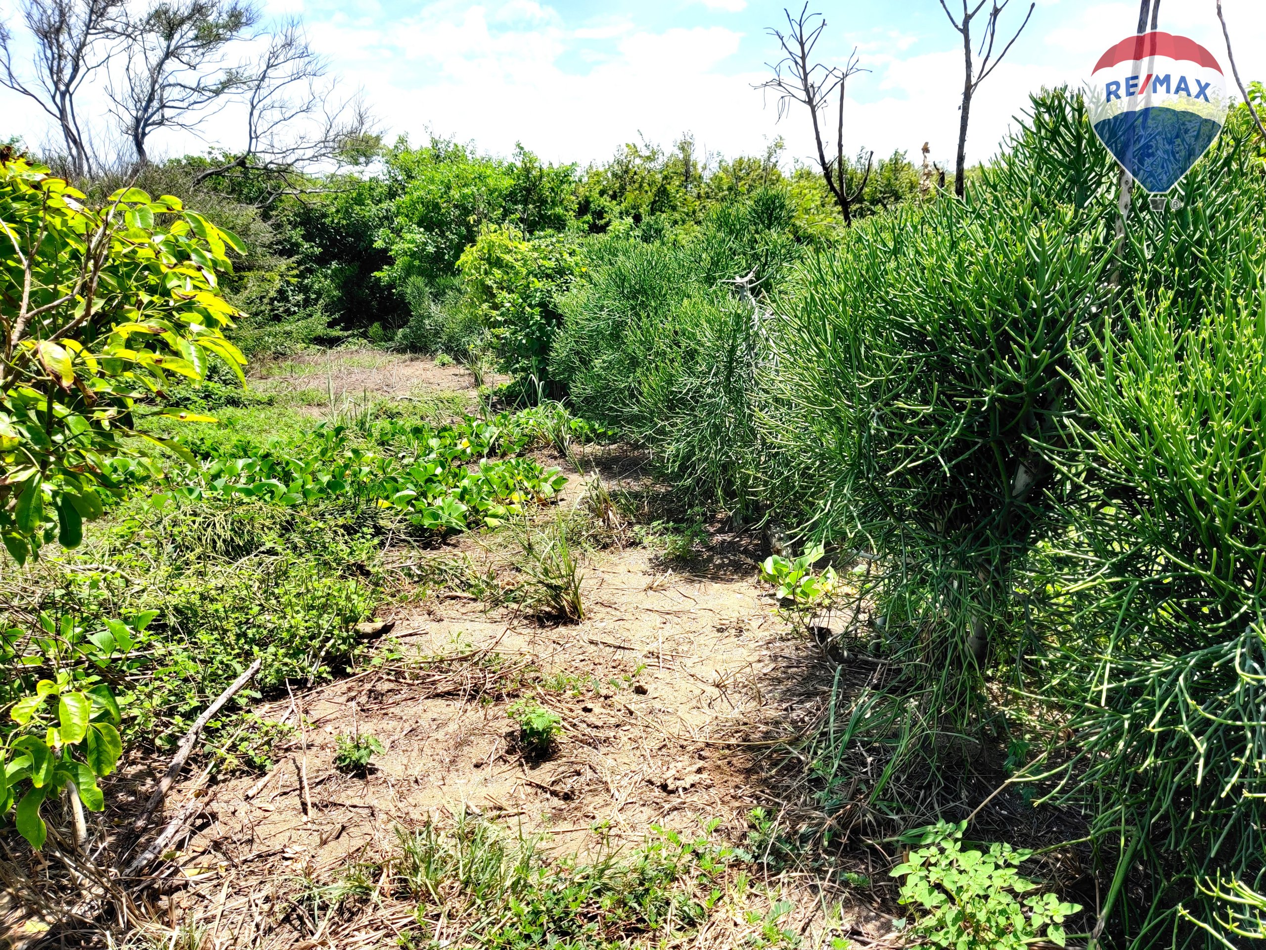 Five Beach Lots For Sale as a Single Package! - Image 8