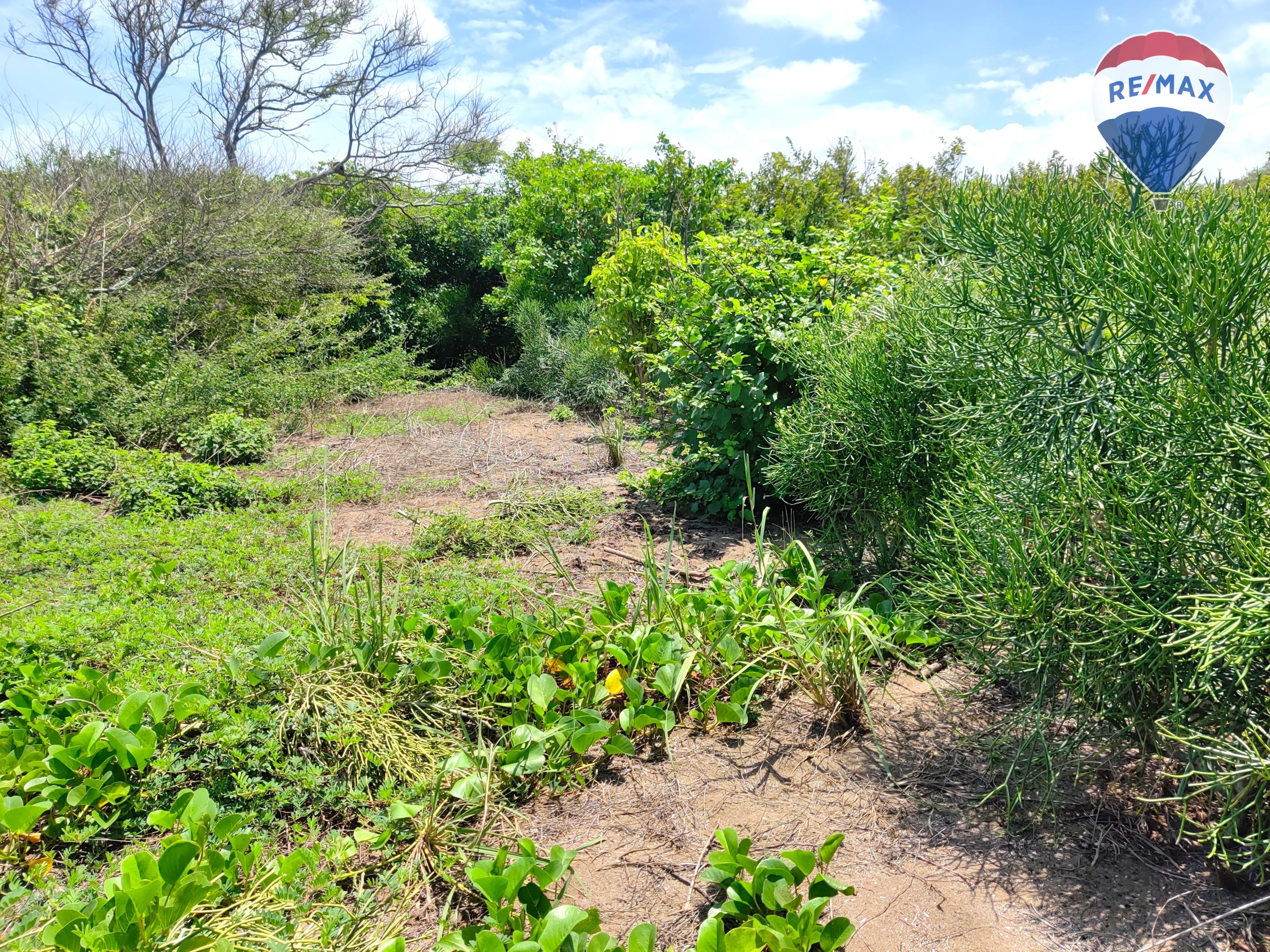 Five Beach Lots For Sale as a Single Package! - Image 7