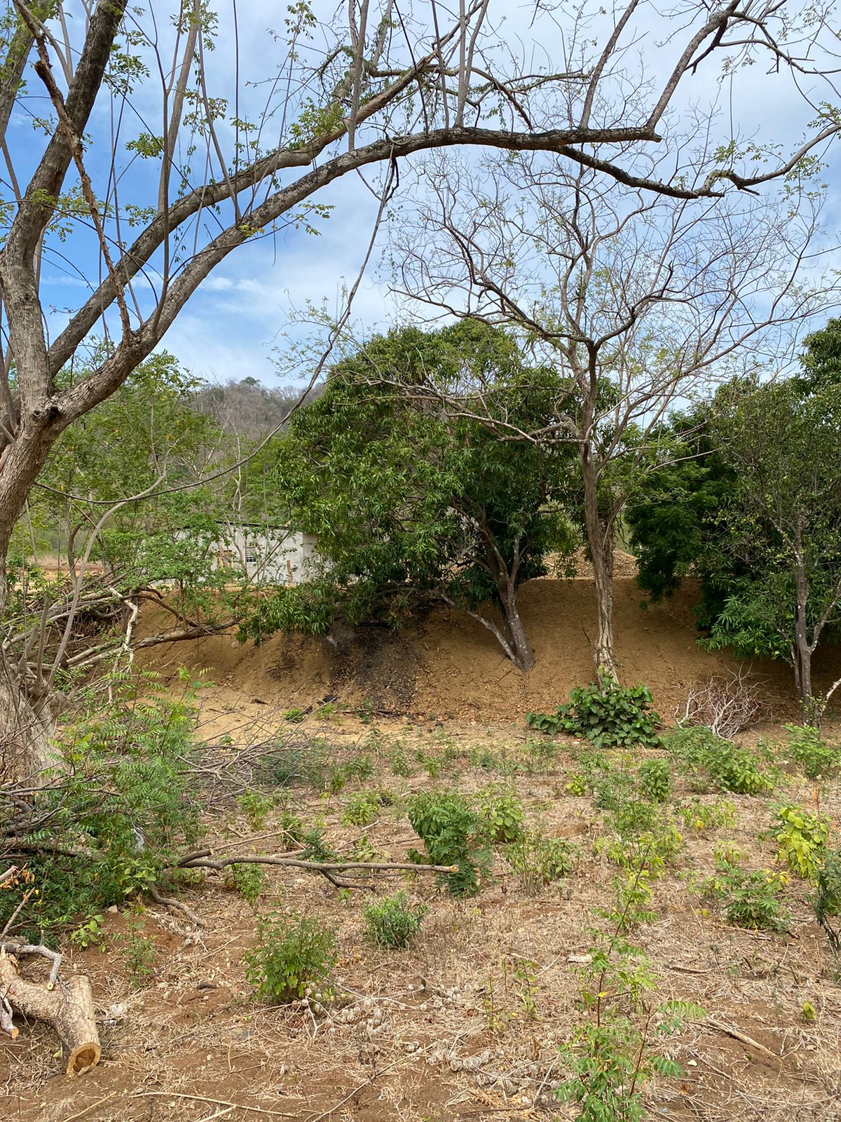 Exceptional and Spacious 2 Acre Lot near Playa Remanso - Image 3