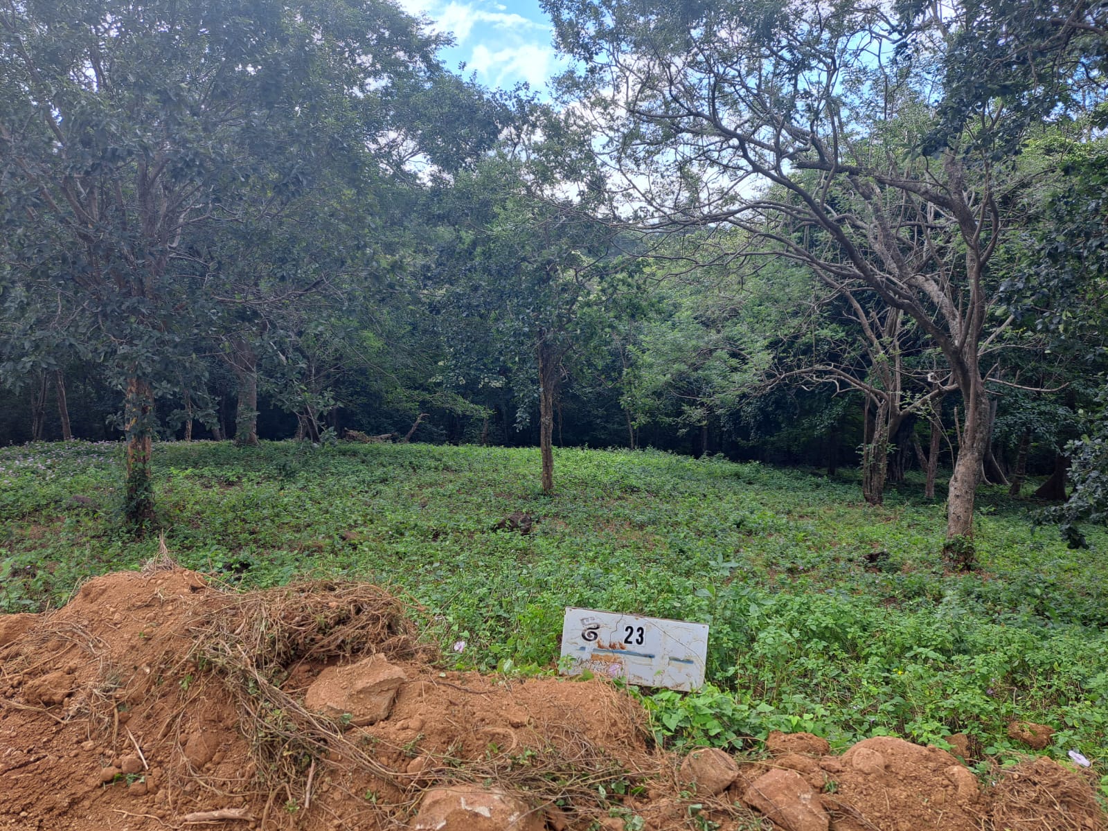 Prime Lots for Sale in Tree Casa Resort, San Juan del Sur, Nicaragua - Image 8