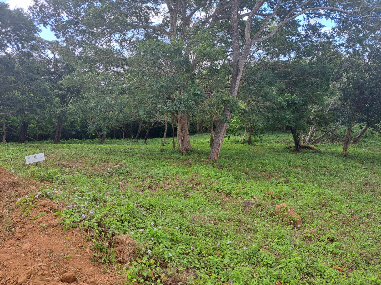 Prime Lots for Sale in Tree Casa Resort, San Juan del Sur, Nicaragua - Image 9