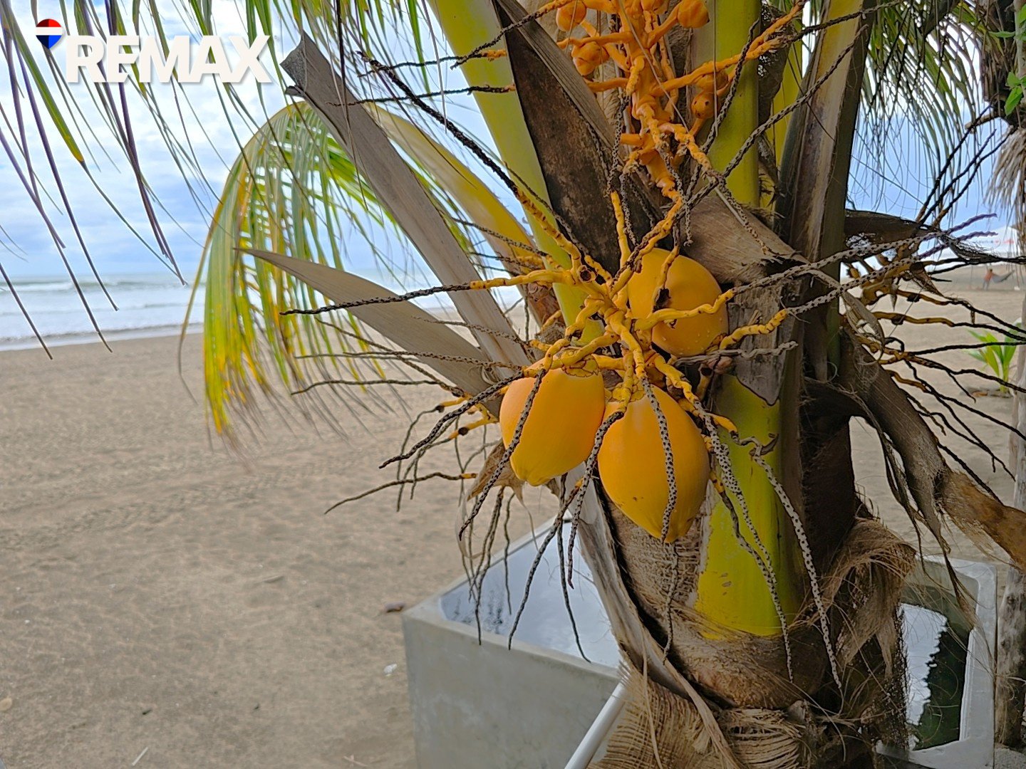 š“Beachfront Bar & Restaurant + Titled Lotš“ - Image 19